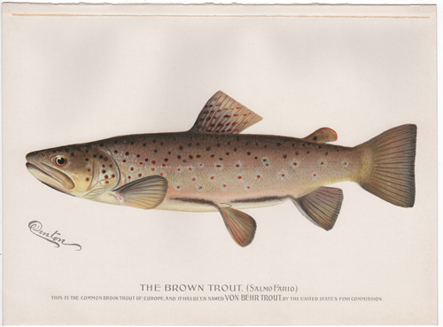 Denton fish lithograph from 1896
